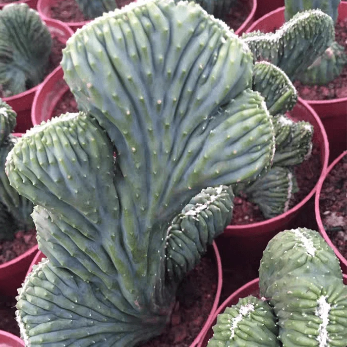 Cereus Peruvianus Mostruoso F. Cristata