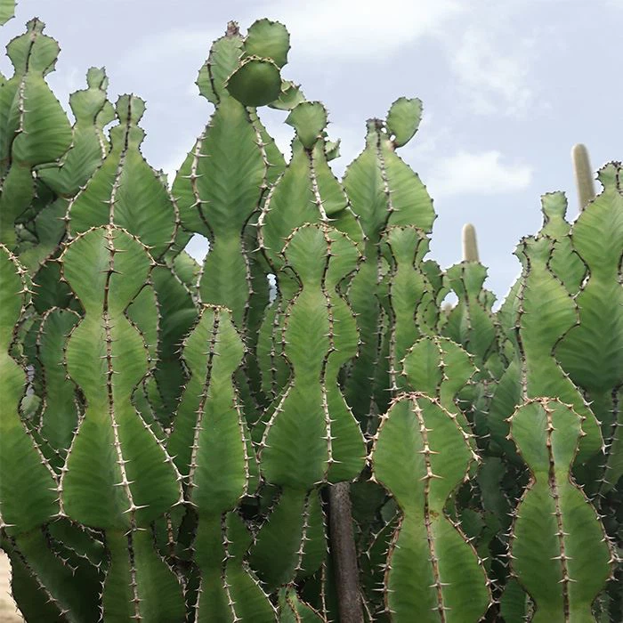 African candelabra cactus