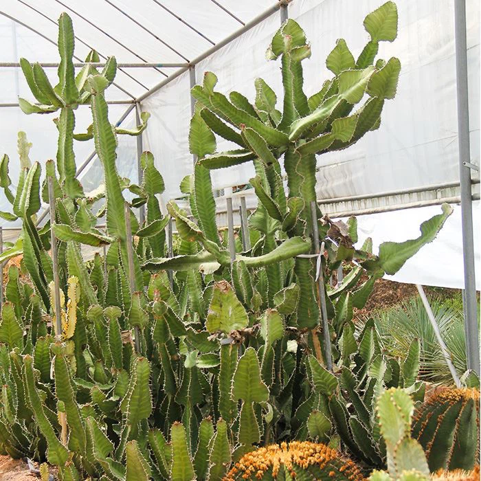 african candelabra tree