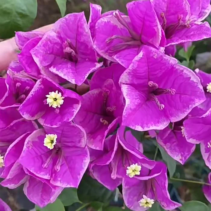 Bougainvillea Buttercup
