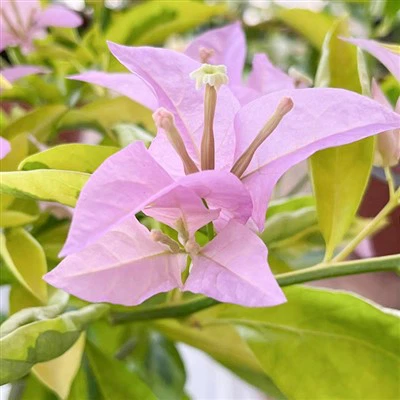 Bougainvillea Golden Singapore Pink