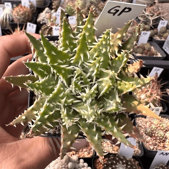 aloe humilis flower