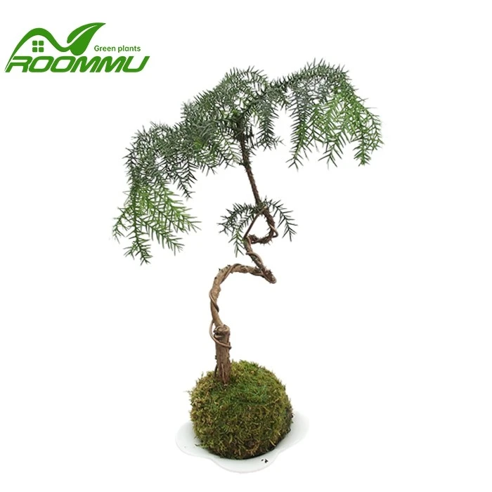 hoop pine