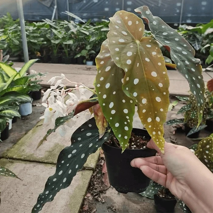 spotted begonia