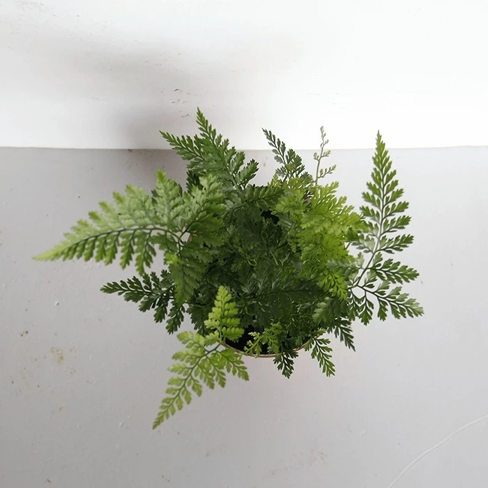 Davallia mariesii