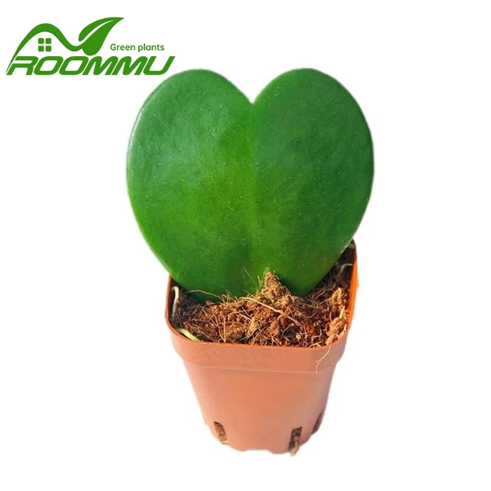 Hoya Kerrii Heart