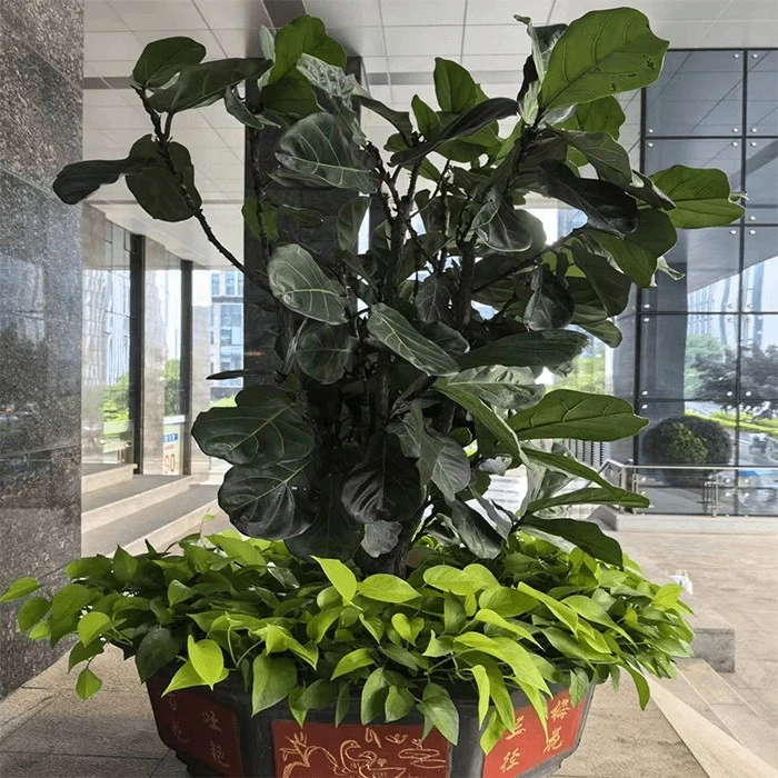 fiddle leaf fig live
