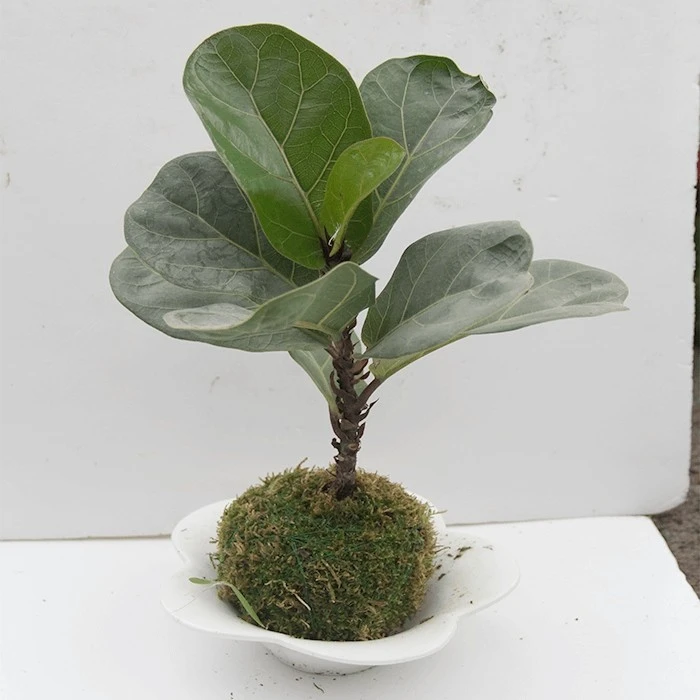 Live fiddle leaf fig tree