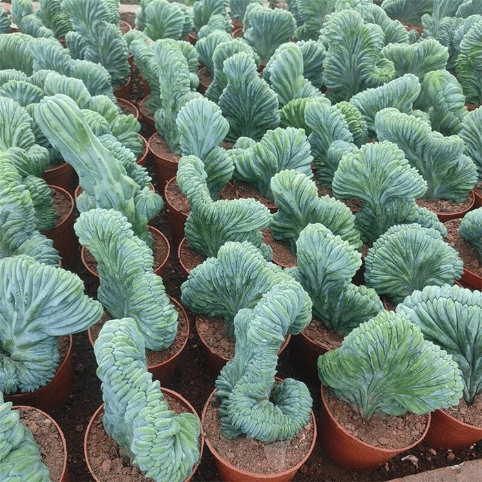myrtillocactus cristata