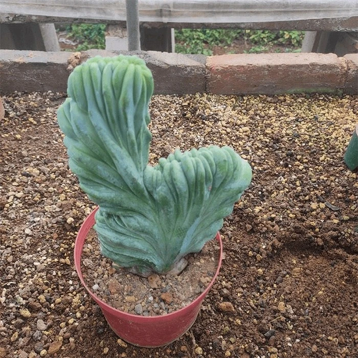 MYRTIL~2