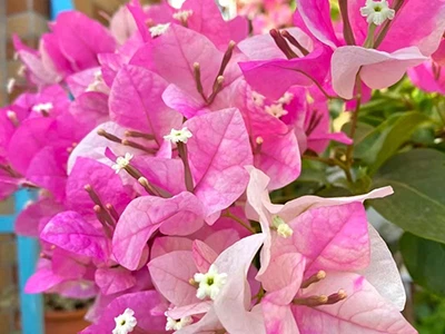 Verbreitung von Bougainvillea