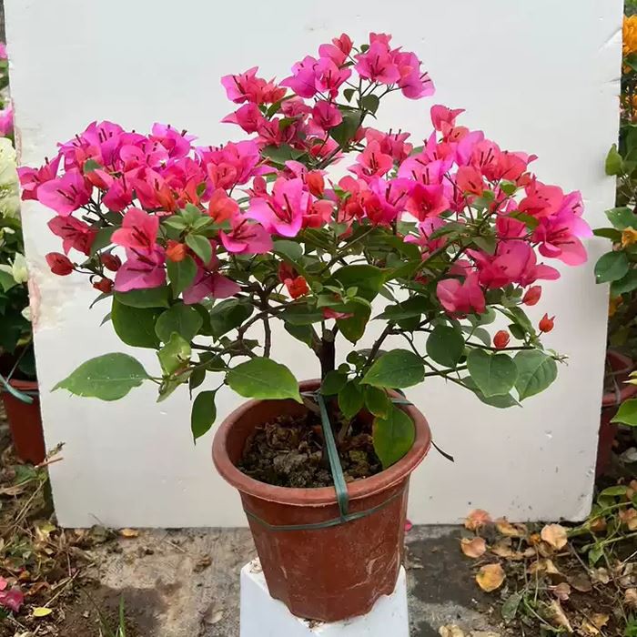 Bougainvillea Tropisch Strauß