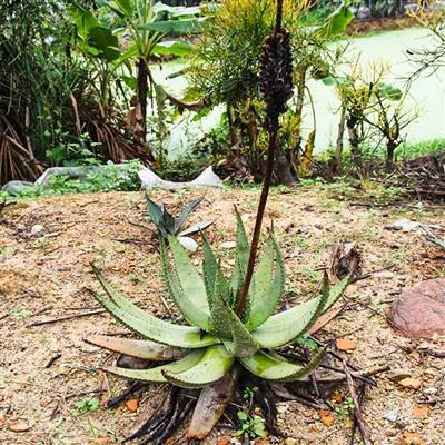 Aloe Marlothii Berg-Aloe