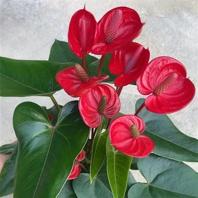 Top 10 Palmenpflanzenlieferanten in China