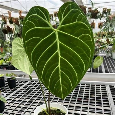 Anthurium Regale-Pflanze