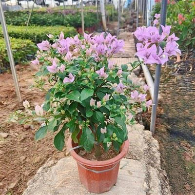 Bougainvillea 'Frau Eva'