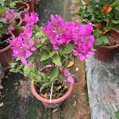 Bougainvillea Peruviana 'Angel'