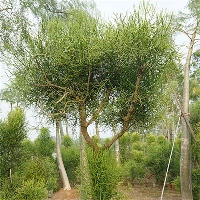 Kaktus Euphorbia Tirucalli