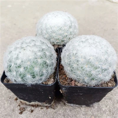 Kaktus Mammillaria plumosa