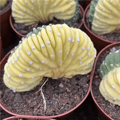 Echinopsis Eyriesii F. Cristata Variegata