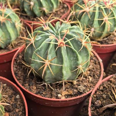 Ferocactus Latispinus Teufelszunge