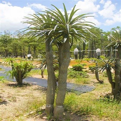 Ausgewachsene Madagaskar-Palme