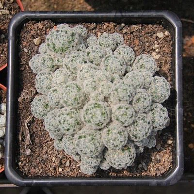 Mammillaria Schiedeana Mehrköpfiger Kaktus