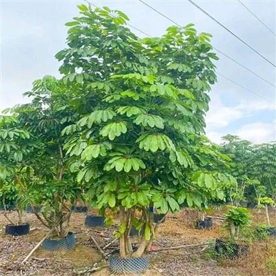 Schefflera Actinophylla-Baum