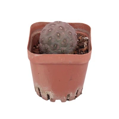 Tephrocactus Geometricus Kaktus